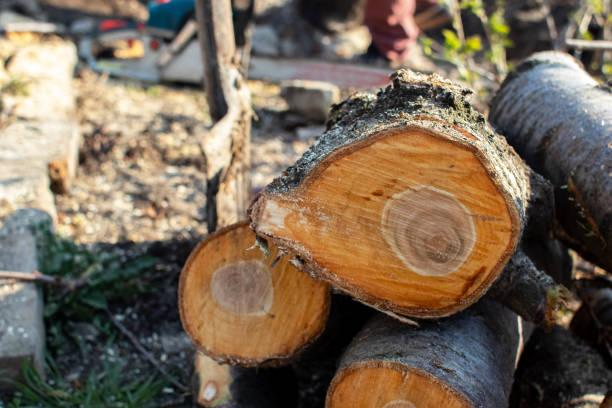  , NV Tree Care Pros