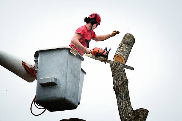 Best Tree Preservation Services  in , NV